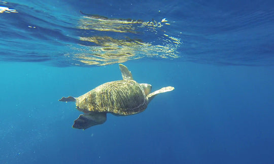 Seyahan Saves Sea Turtles!